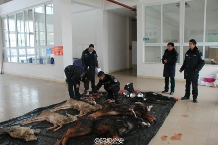 �������o��֪ͨ��������(y��n)���漰Ұ�������`��������