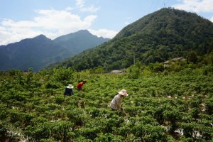 �����ꃣ��ѡ��Gˮ��ɽ��׃��ؚ�����ġ���ɽ�yɽ��