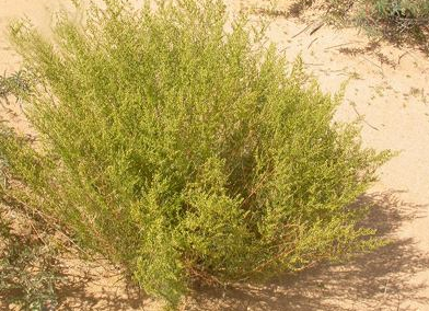 ��ɳ���Ϳյ�����