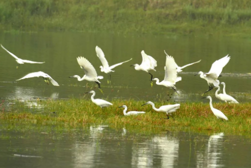 �@һ�꣬����ʮ��ֻ�����w�^