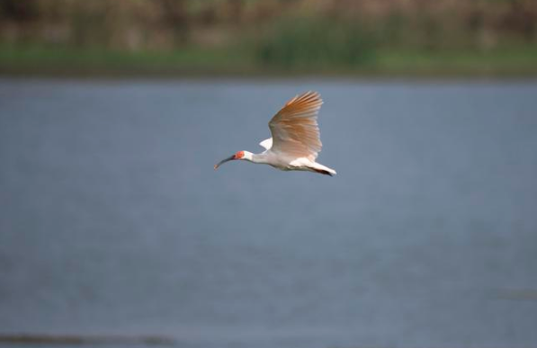 ���؎X���q�����]���Aɽ