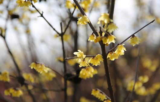 ������������������ֲ��@̽��:��ľ�Ȅ� �t÷ŭ��