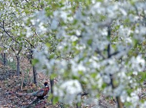 �����������һ��(ch��ng)���滨�ꡱ