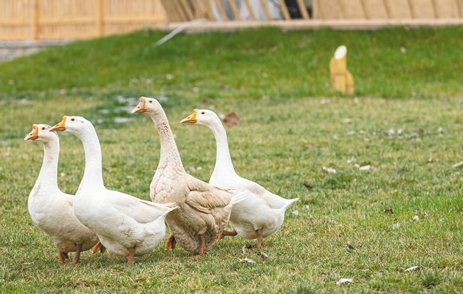 ʯ���´��С��ᭇ��