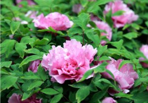 �������hǼ���(zh��n)����Ѯ�����V���w�t�ļ����Ђ�ĵ���@