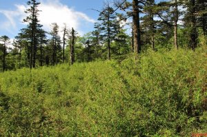 �׌��؎X����؈�Ļ��������11��19���_Ļ