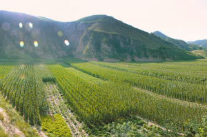 ���ϔr�±����������B(t��i)�h(hu��n)�� �S�a(ch��n)���������l(xi��ng)�����d