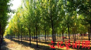 ׌�Gɫ�ɞ��ꖴ�ص���ɫ�{(di��o)