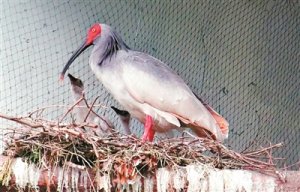 ����˹��������q �״γɹ������B(y��ng)��Ұ�����B