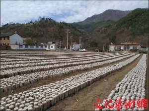 ������Ͽh�����(zh��n)���x���e�k����ľ����Ӗ(x��n)��