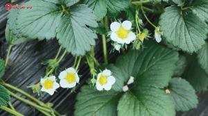 �^�M�Ĵ���ح���W(w��ng)�h�й�늹�˾���������� ���������(w��)�͵����g