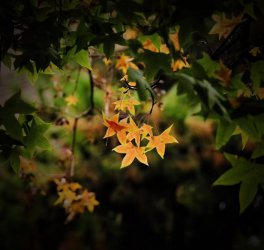 μ���к��(y��ng)�h����ψ@����퍝�