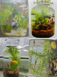 μ���Ќ�(sh��)�(y��n)�����ЌW(xu��)�_չ���ߌá��ڄ�+����W(xu��)�����I(y��)��(y��u)����Ʒչ